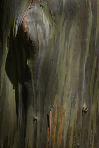 eucalyptus painting for web